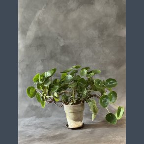 Pilea 40 cm hj