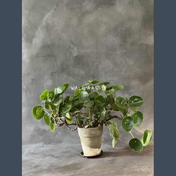 Pilea 40 cm hj